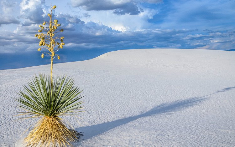 пейзаж, песок, пустыня, растение, дюны, sanjay_bhat, пустныня, landscape, sand, desert, plant, dunes, pustina