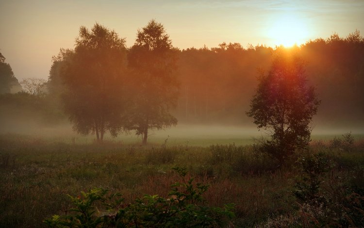 трава, солнце, природа, лес, утро, туман, осень, поляна, grass, the sun, nature, forest, morning, fog, autumn, glade