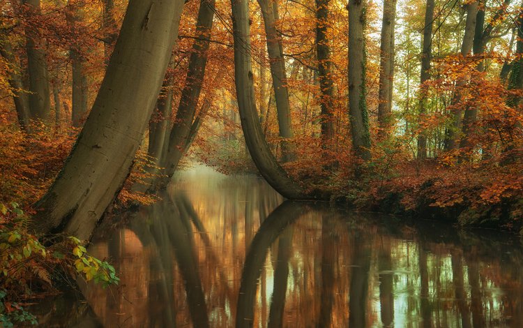деревья, река, природа, лес, отражение, стволы, осень, trees, river, nature, forest, reflection, trunks, autumn