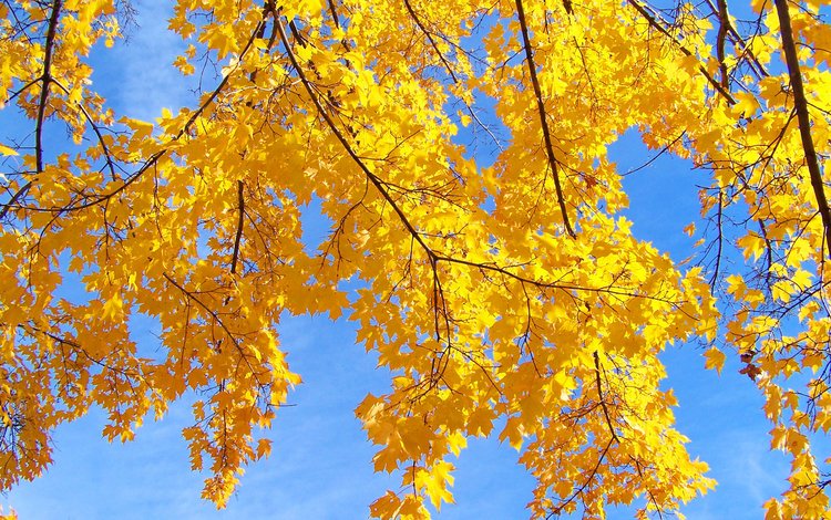 небо, дерево, листья, макро, ветки, осень, the sky, tree, leaves, macro, branches, autumn
