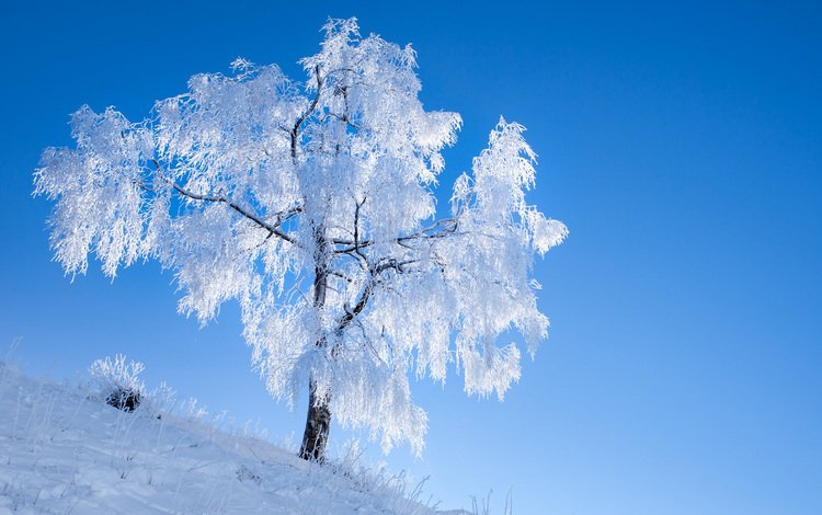 небо, снег, природа, дерево, зима, иней, romain guy, the sky, snow, nature, tree, winter, frost