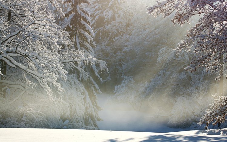 деревья, снег, природа, лес, зима, ветки, иней, trees, snow, nature, forest, winter, branches, frost