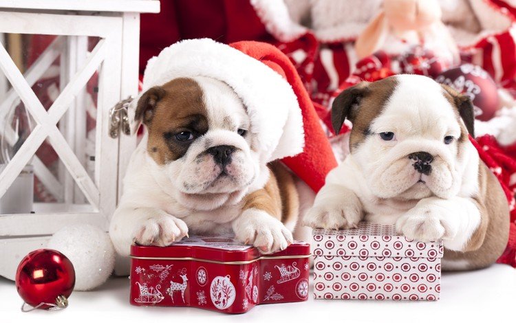 новый год, подарки, щенки, собаки, английский бульдог, new year, gifts, puppies, dogs, english bulldog