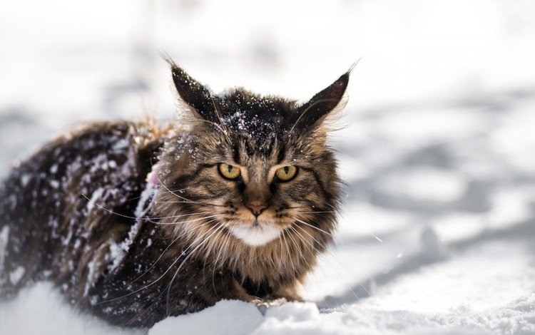 снег, зима, кот, мордочка, усы, кошка, взгляд, мейн-кун, snow, winter, cat, muzzle, mustache, look, maine coon