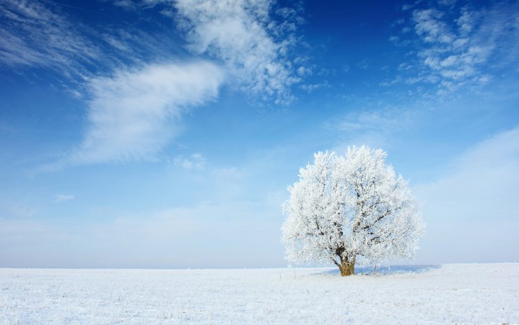 небо, облака, снег, природа, дерево, зима, пейзаж, иней, the sky, clouds, snow, nature, tree, winter, landscape, frost