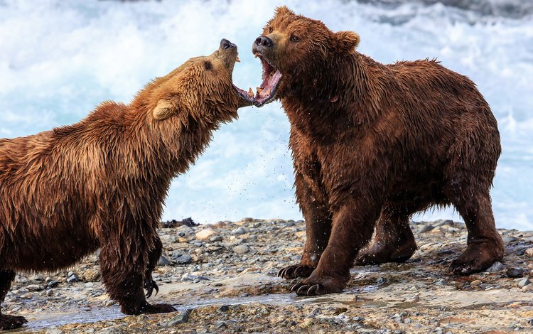 медведь, медведи, аляска, гризли, david swindler, bear, bears, alaska, grizzly