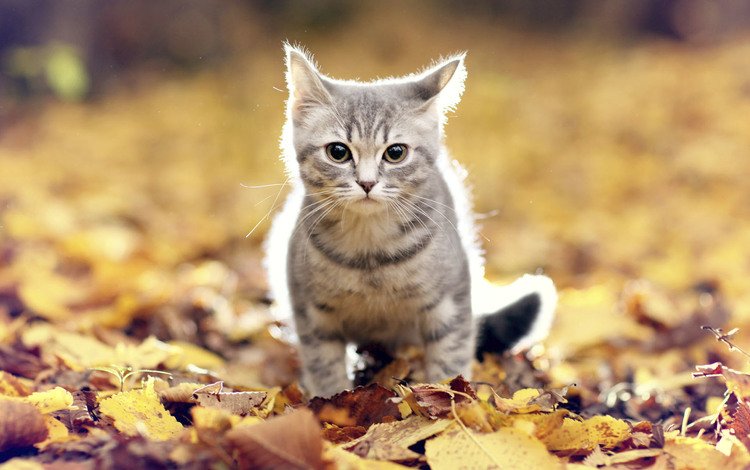 листья, мордочка, усы, кошка, взгляд, осень, leaves, muzzle, mustache, cat, look, autumn