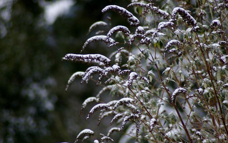 снег, зима, макро, стебли, растение, snow, winter, macro, stems, plant