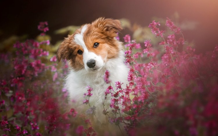 цветы, мордочка, собака, щенок, flowers, muzzle, dog, puppy