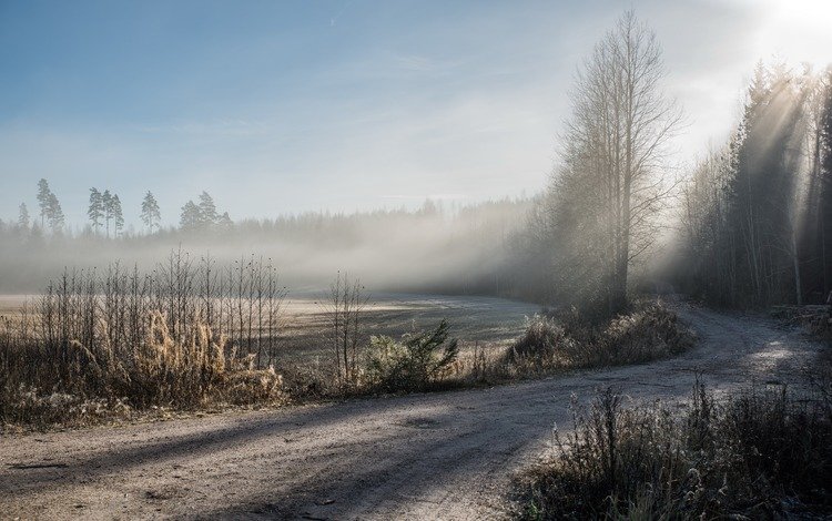 дорога, деревья, природа, зима, туман, иней, road, trees, nature, winter, fog, frost