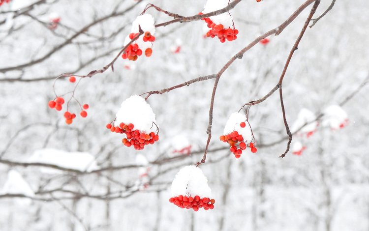 снег, зима, макро, ветки, ягоды, рябина, snow, winter, macro, branches, berries, rowan