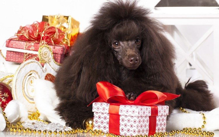 новый год, подарки, собака, пудель, new year, gifts, dog, poodle