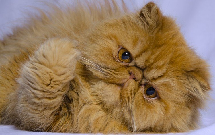 кот, мордочка, усы, кошка, взгляд, персидская кошка, cat, muzzle, mustache, look, persian cat