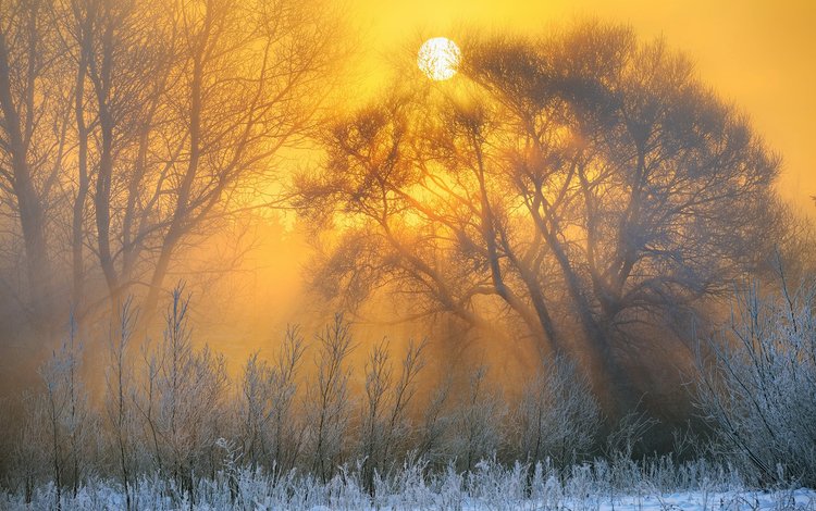 деревья, природа, зима, пейзаж, утро, рассвет, иней, trees, nature, winter, landscape, morning, dawn, frost