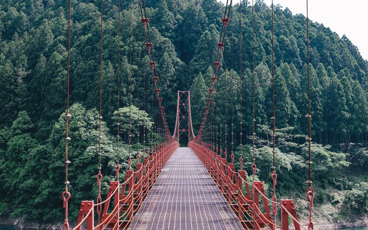 деревья, природа, лес, пейзаж, мост, подвесной мост, trees, nature, forest, landscape, bridge, suspension bridge