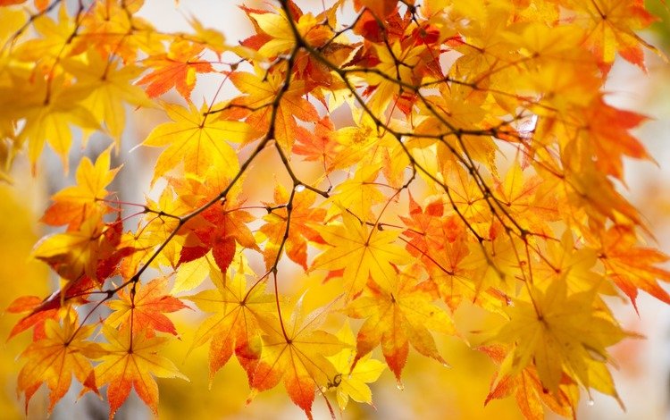природа, листья, макро, ветки, осень, клен, кленовый лист, nature, leaves, macro, branches, autumn, maple, maple leaf