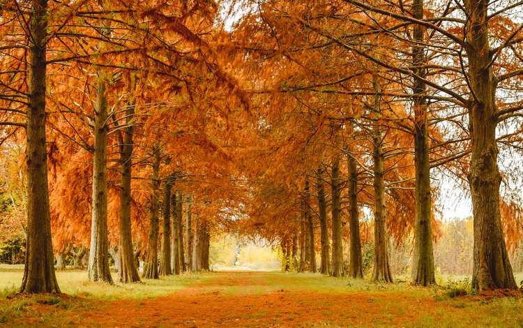 деревья, природа, парк, осень, аллея, лиственница, trees, nature, park, autumn, alley, larch