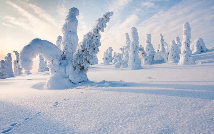 деревья, снег, природа, лес, зима, следы, финляндия, steve dodkins, trees, snow, nature, forest, winter, traces, finland