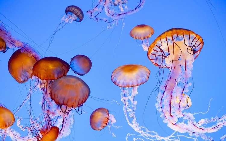 море, медузы, подводный мир, sea, jellyfish, underwater world