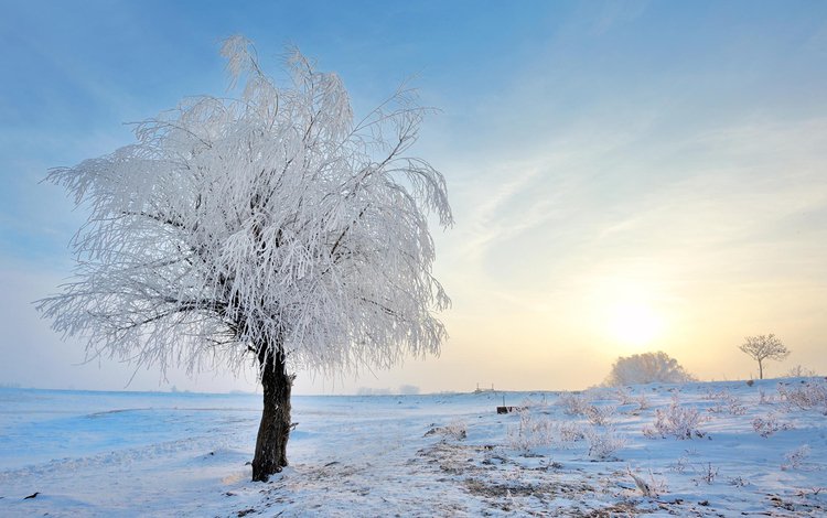 снег, природа, дерево, зима, пейзаж, иней, jordache, snow, nature, tree, winter, landscape, frost