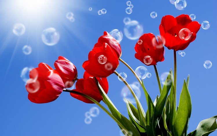 небо, пузырьки, цветы, солнце, листья, лучи, красные, тюльпаны, стебли, the sky, bubbles, flowers, the sun, leaves, rays, red, tulips, stems
