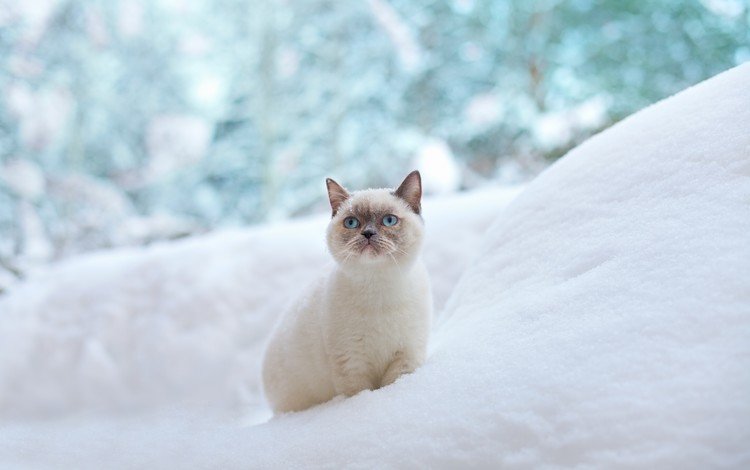 снег, зима, кот, мордочка, усы, кошка, взгляд, snow, winter, cat, muzzle, mustache, look