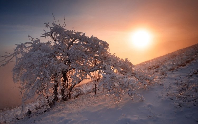 снег, природа, дерево, закат, зима, егор никифоров, snow, nature, tree, sunset, winter, egor nikiforov