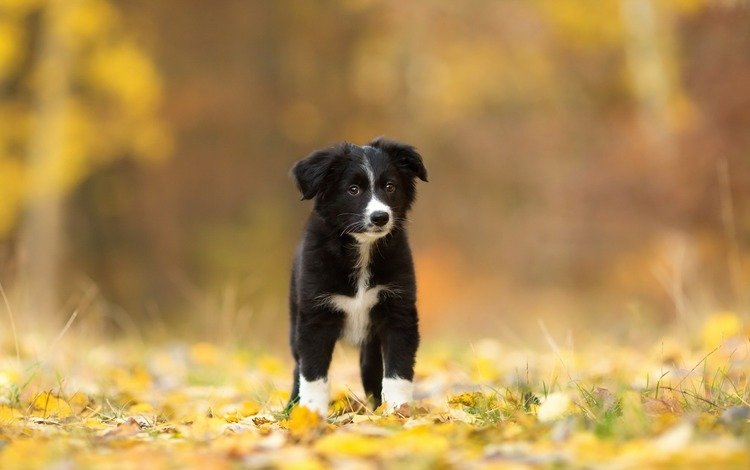 листья, взгляд, осень, собака, щенок, друг, бордер-колли, leaves, look, autumn, dog, puppy, each, the border collie