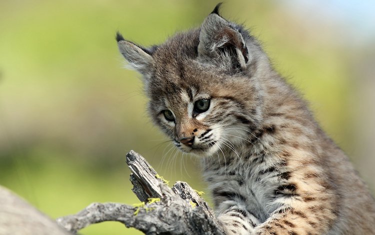 рысь, мордочка, взгляд, котенок, детеныш, lynx, muzzle, look, kitty, cub
