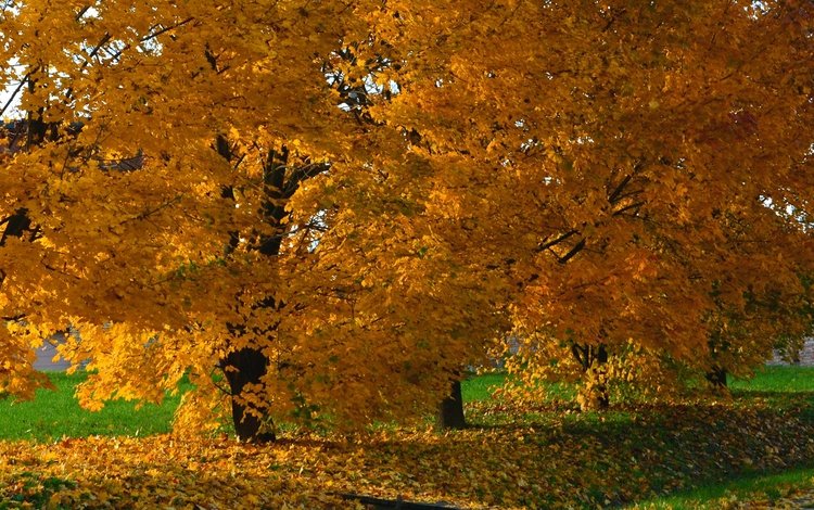 деревья, природа, парк, осень, trees, nature, park, autumn