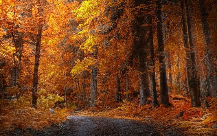 дорога, деревья, природа, лес, листья, парк, осень, road, trees, nature, forest, leaves, park, autumn