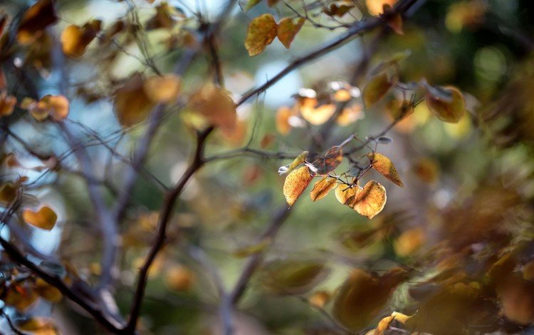 листья, макро, ветки, осень, размытость, leaves, macro, branches, autumn, blur