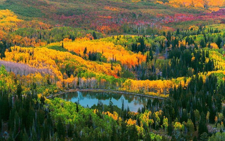 деревья, озеро, природа, лес, осень, trees, lake, nature, forest, autumn