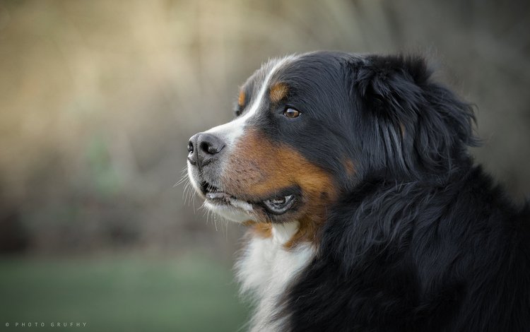 морда, взгляд, собака, бернский зенненхунд, gordon rufh, face, look, dog, bernese mountain dog