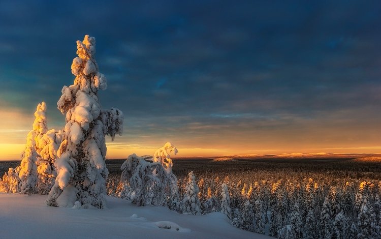 небо, деревья, снег, природа, лес, закат, зима, the sky, trees, snow, nature, forest, sunset, winter