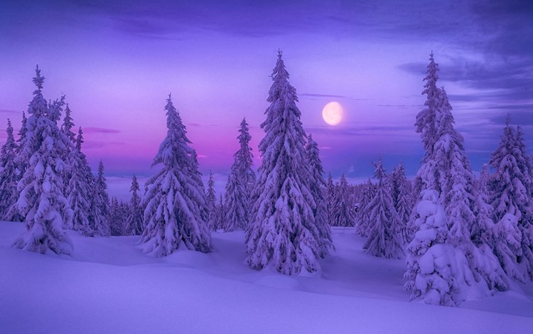 ночь, деревья, снег, природа, лес, зима, луна, ели, night, trees, snow, nature, forest, winter, the moon, ate