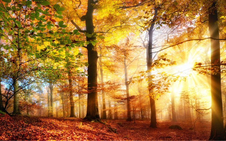 деревья, солнце, природа, лес, лучи, осень, солнечный свет, smileus, trees, the sun, nature, forest, rays, autumn, sunlight