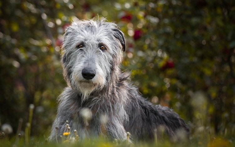 глаза, природа, взгляд, собака, ирландский волкодав, eyes, nature, look, dog, the irish wolfhound