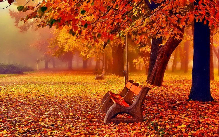 деревья, листья, парк, туман, осень, скамейки, листопад, аллея, trees, leaves, park, fog, autumn, benches, falling leaves, alley