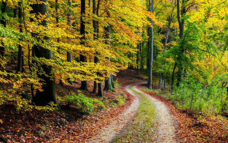 дорога, природа, лес, осень, road, nature, forest, autumn