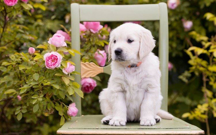 цветы, розы, собака, стул, щенок, золотистый ретривер, flowers, roses, dog, chair, puppy, golden retriever