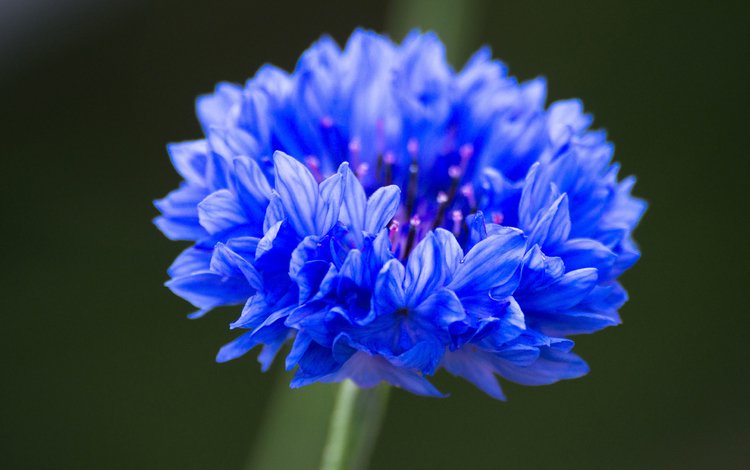синий, цветок, василек, крупным планом, blue, flower, cornflower, closeup