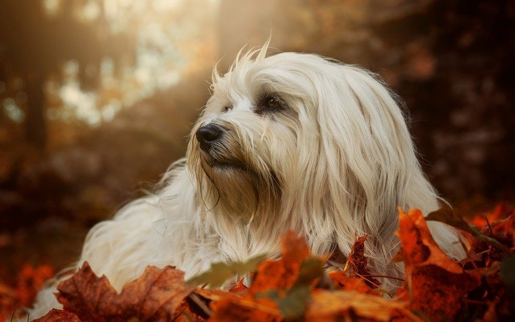 листья, мордочка, взгляд, осень, собака, гаванский бишон, бишон, leaves, muzzle, look, autumn, dog, the havanese, bichon