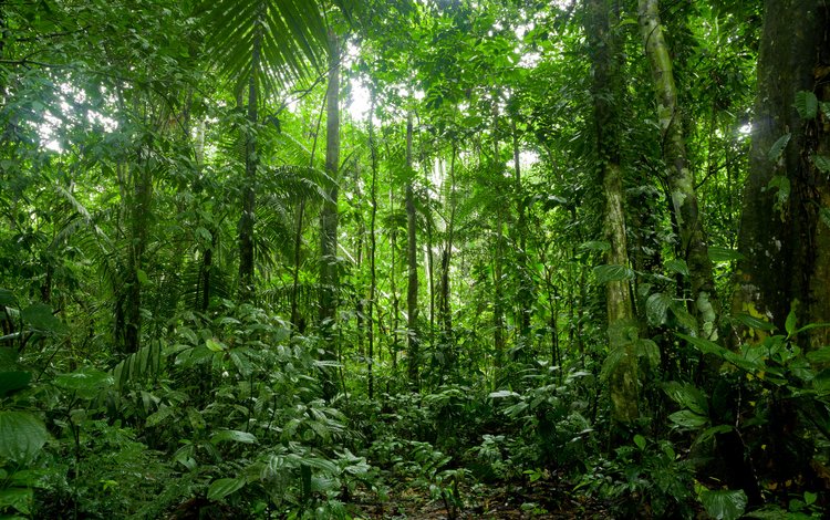 природа, лес, заросли, тропический лес, nature, forest, thickets, rainforest