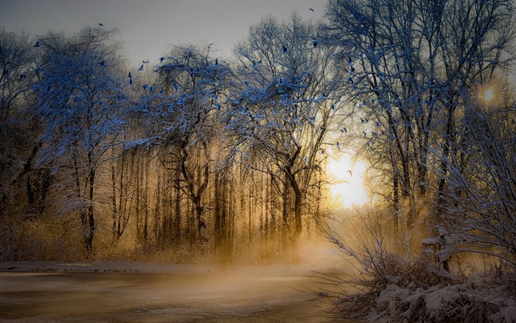 деревья, природа, зима, парк, утро, туман, рассвет, иней, trees, nature, winter, park, morning, fog, dawn, frost