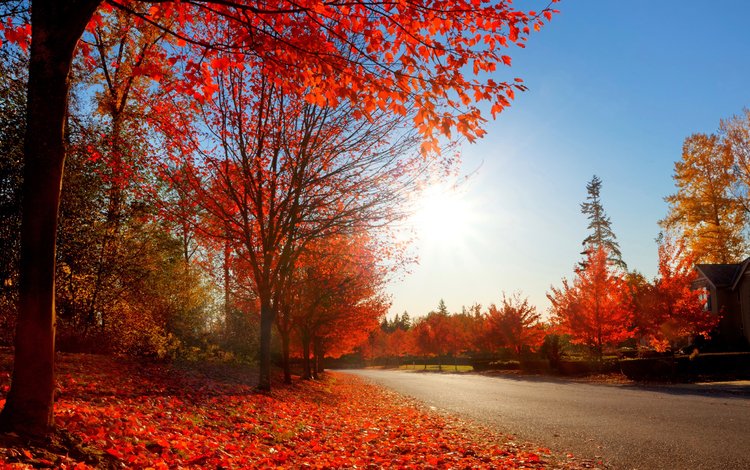 дорога, природа, парк, осень, road, nature, park, autumn