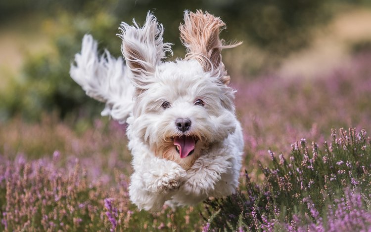 цветы, мордочка, взгляд, собака, бег, вест-хайленд-уайт-терьер, beate schmidt, flowers, muzzle, look, dog, running, the west highland white terrier