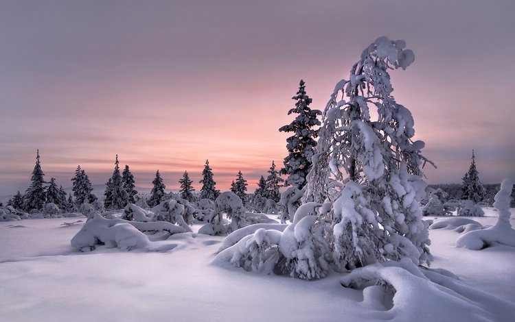 снег, природа, лес, зима, snow, nature, forest, winter