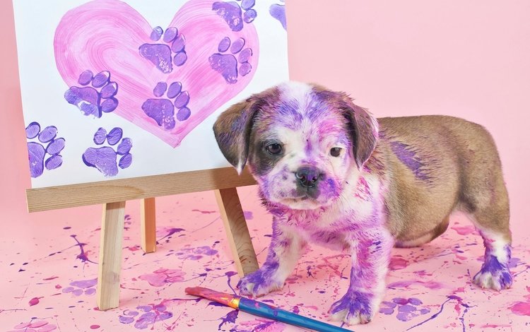 картина, краски, собака, щенок, английский бульдог, picture, paint, dog, puppy, english bulldog