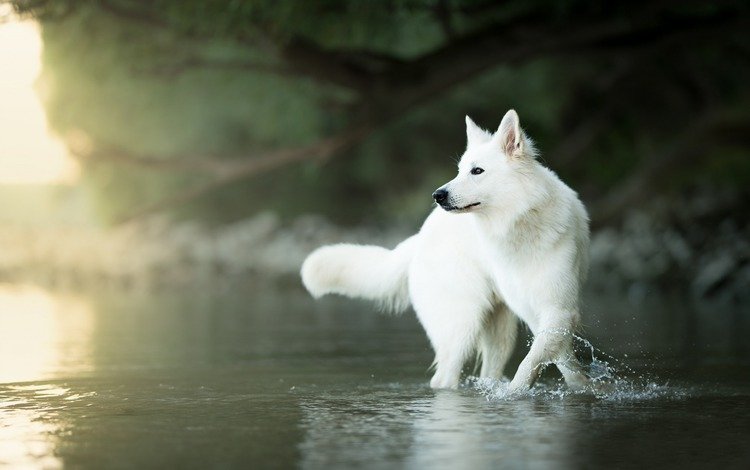 вода, мордочка, взгляд, собака, боке, белая швейцарская овчарка, water, muzzle, look, dog, bokeh, the white swiss shepherd dog